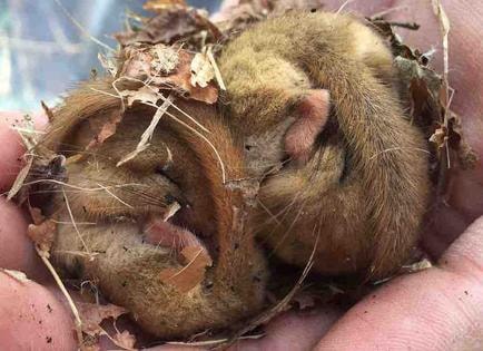 Dormice during ecological survey