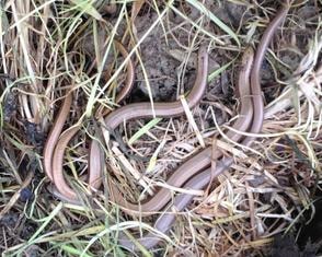 Slow worms survey