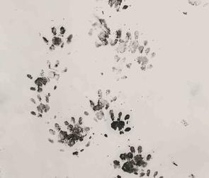 Hedgehog footprints survey